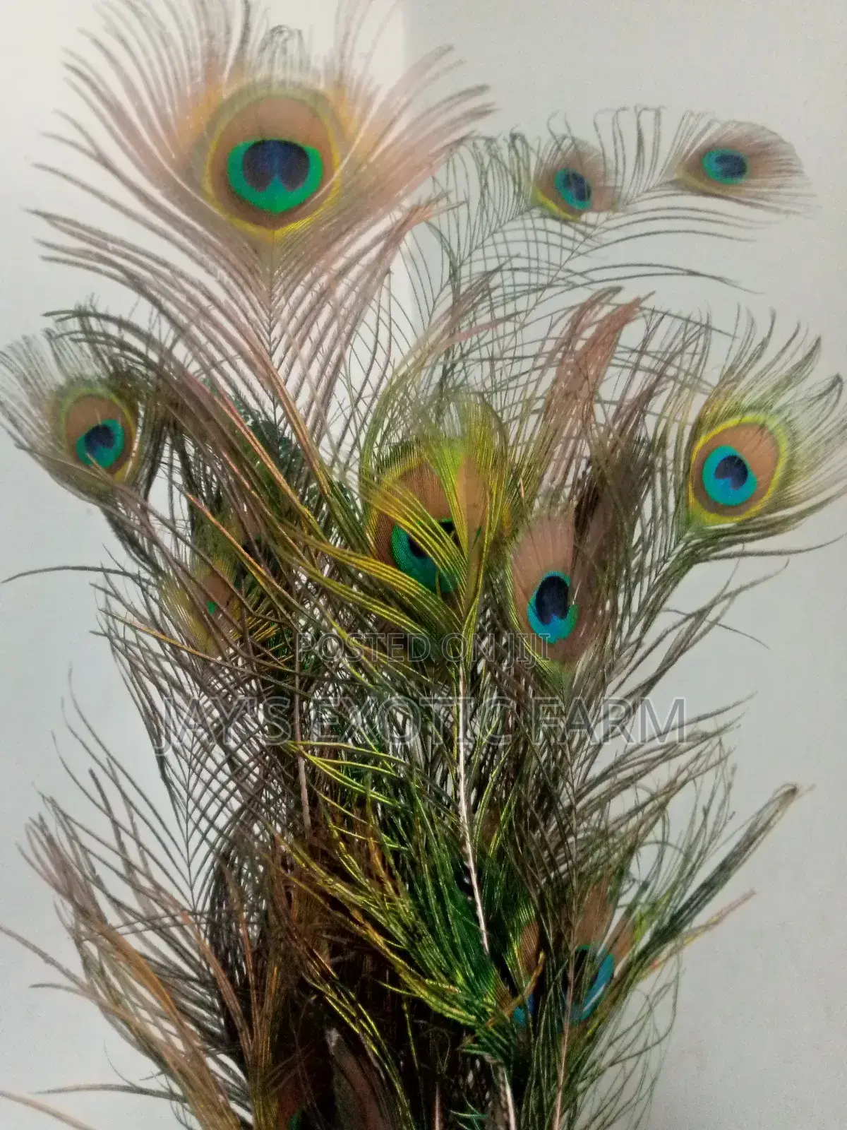 Natural Peacock Feathers for Sale