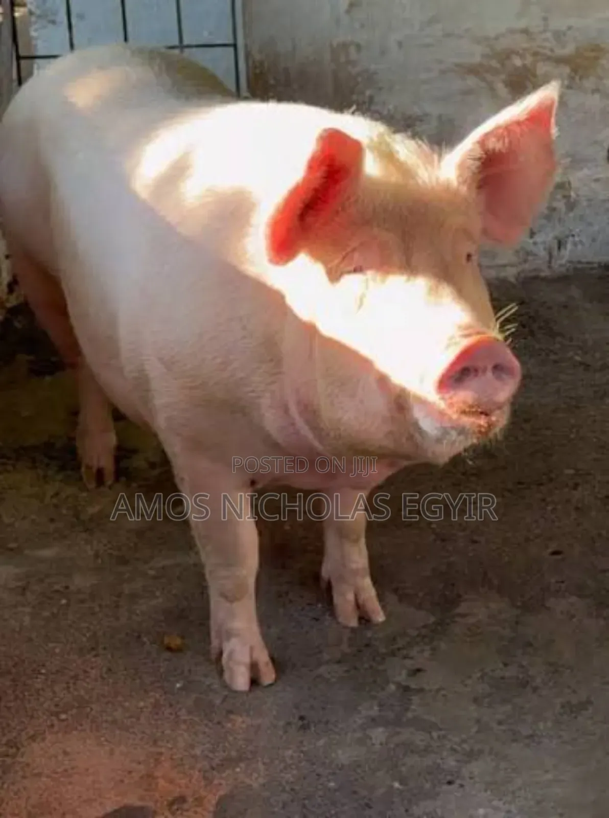 Pigs for Sale