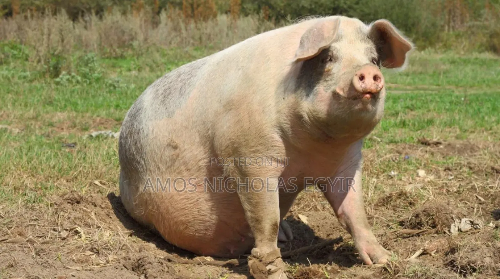 Pigs for Sale