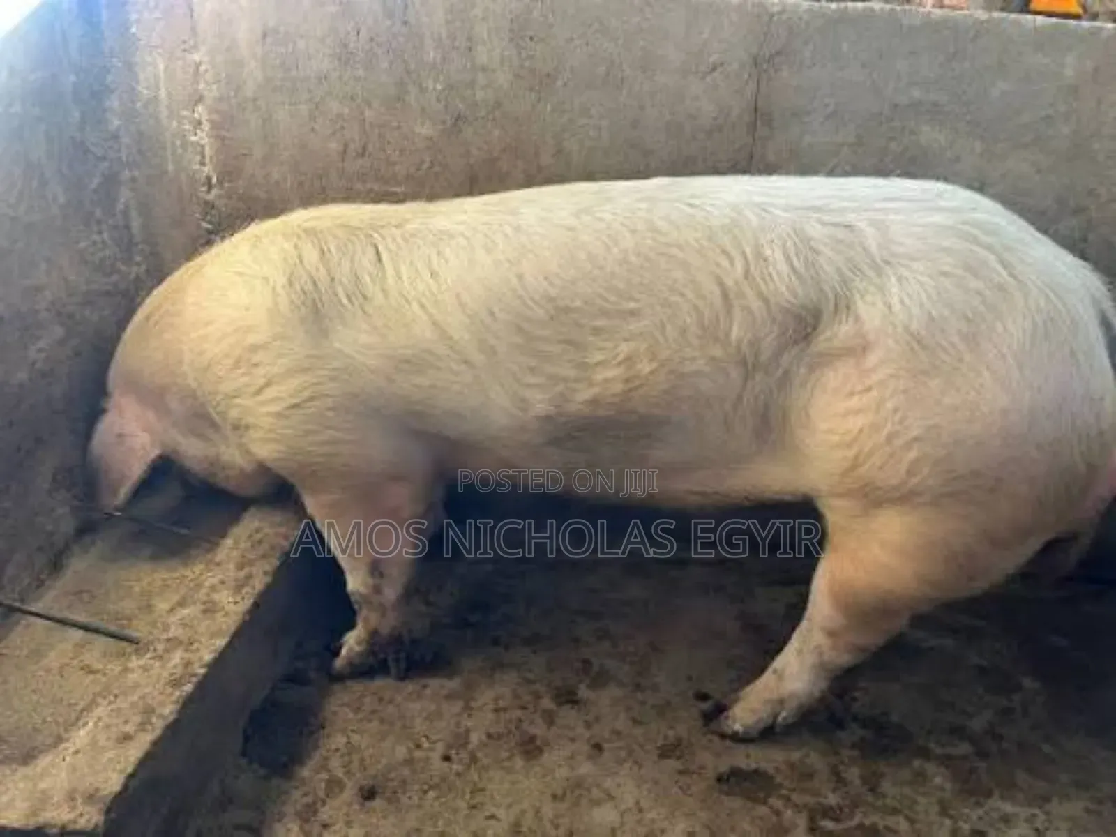 Pigs for Sale