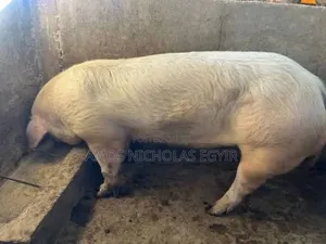 Pigs for Sale