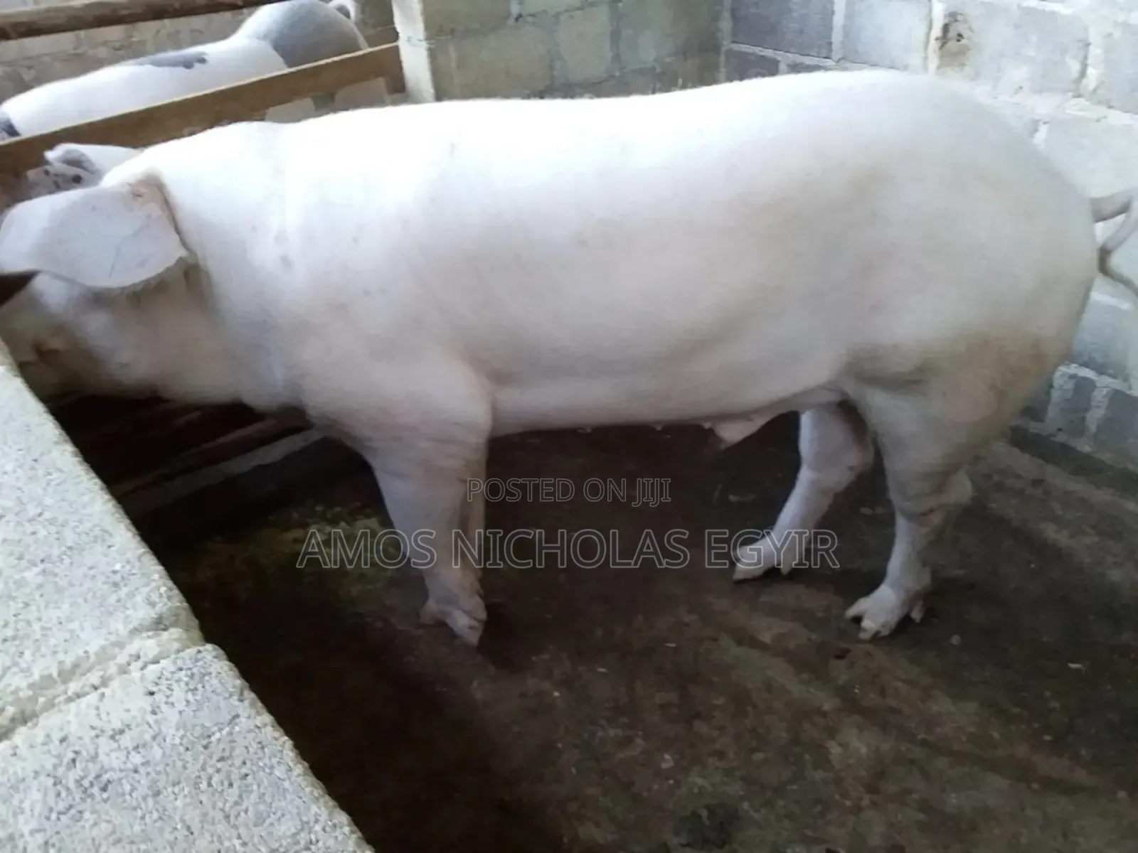 Pigs for Sale