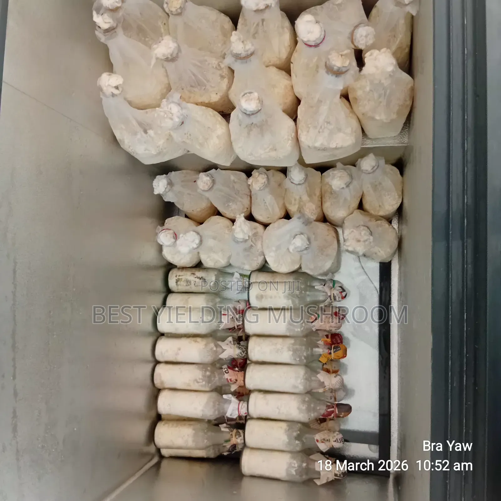 Oyster Mushroom Spawn.