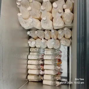 Oyster Mushroom Spawn.