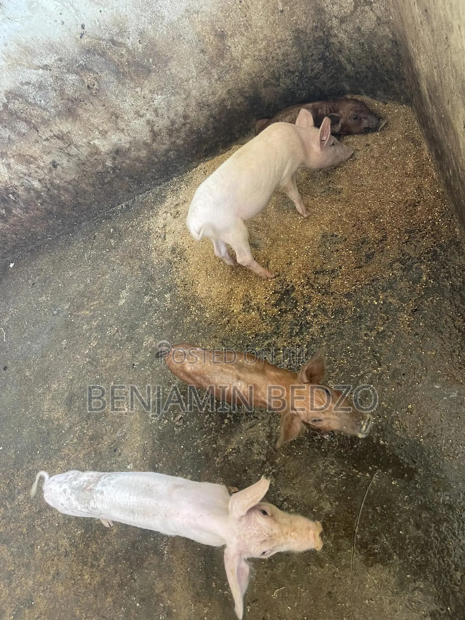 Weaner Pigs