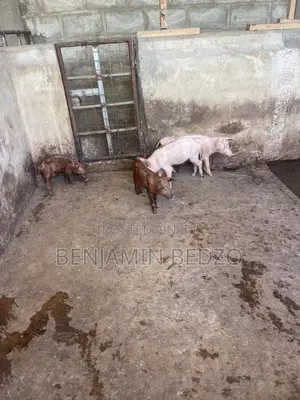 Weaner Pigs