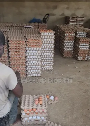 Quality and Healthy Fresh Eggs From Farm