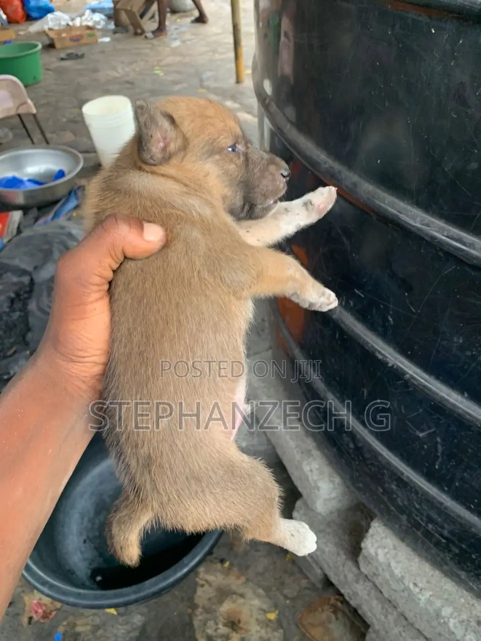0-1 month Male Mixed Breed Boerboel