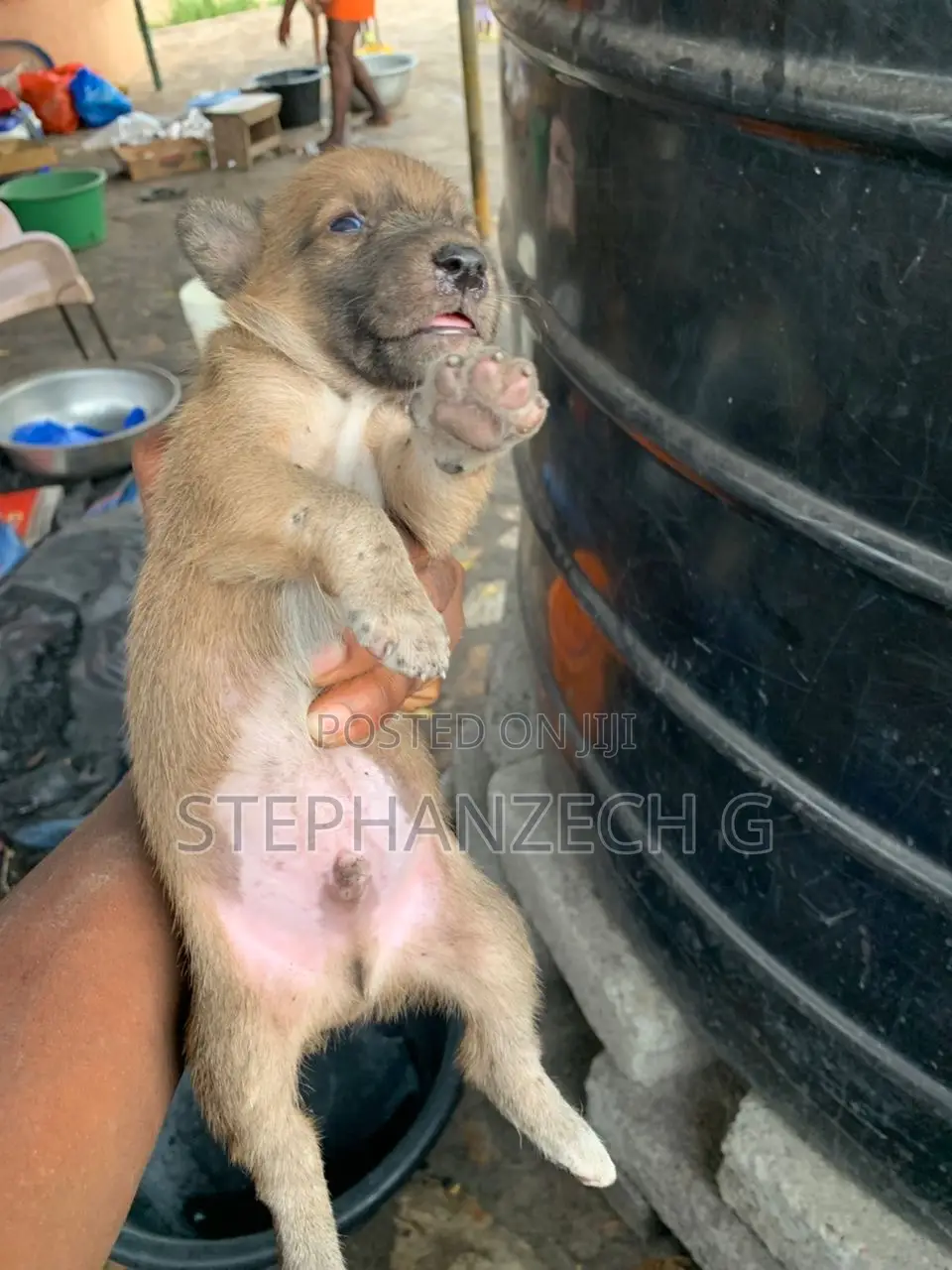 0-1 month Male Mixed Breed Boerboel