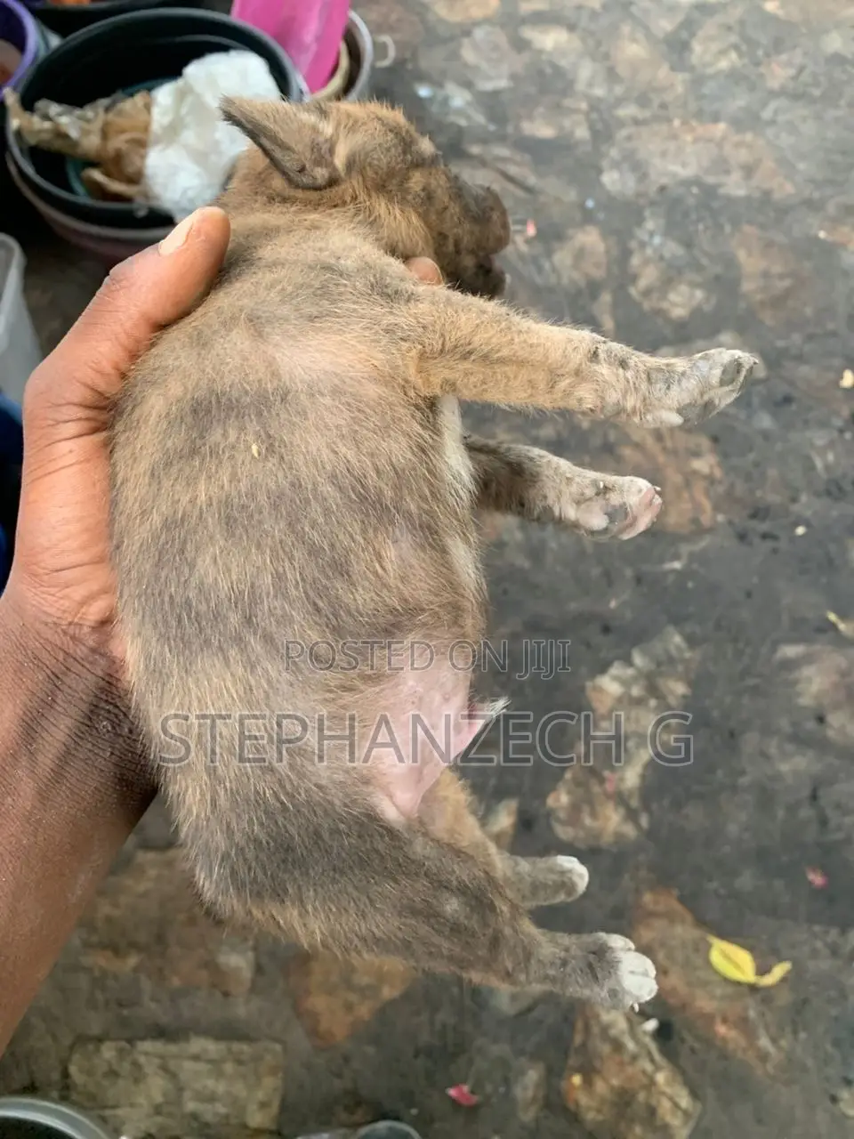 1-3 months Male Mixed Breed Boerboel