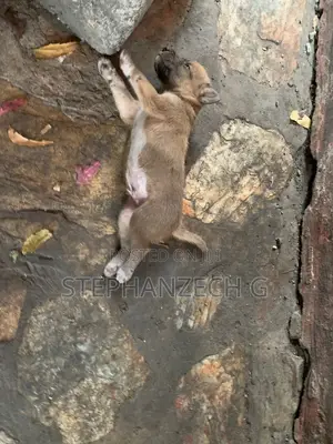 0-1 month Male Mixed Breed Boerboel