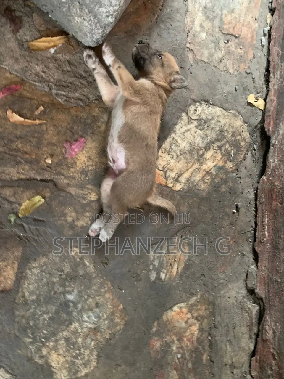 0-1 month Male Mixed Breed Boerboel