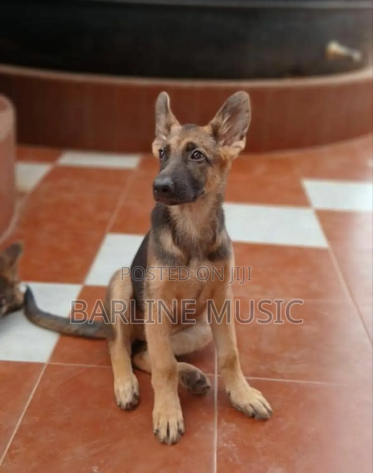 1-3 months Female Purebred German Shepherd