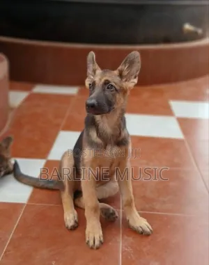 1-3 months Female Purebred German Shepherd