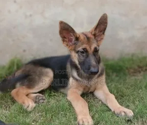 1-3 months Female Purebred German Shepherd