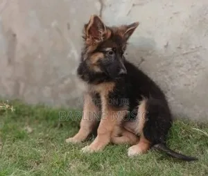 1-3 months Female Purebred German Shepherd