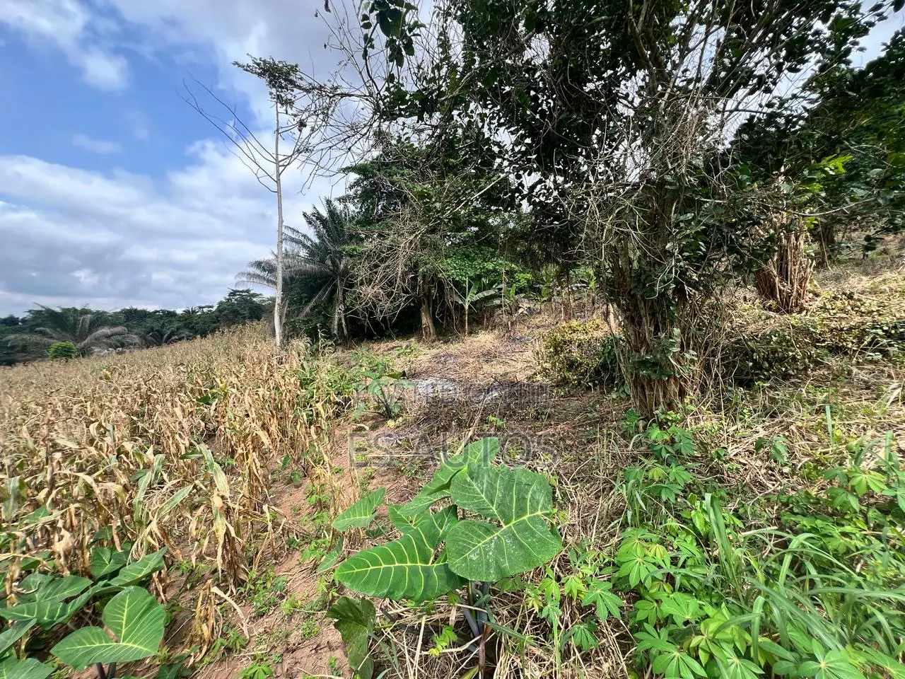Residential and Commercial Lands