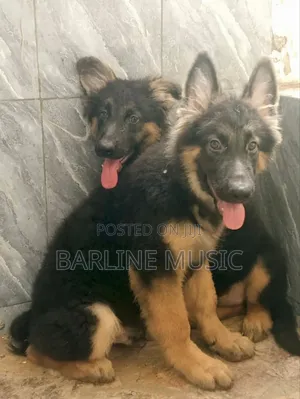 1-3 months Female Purebred German Shepherd