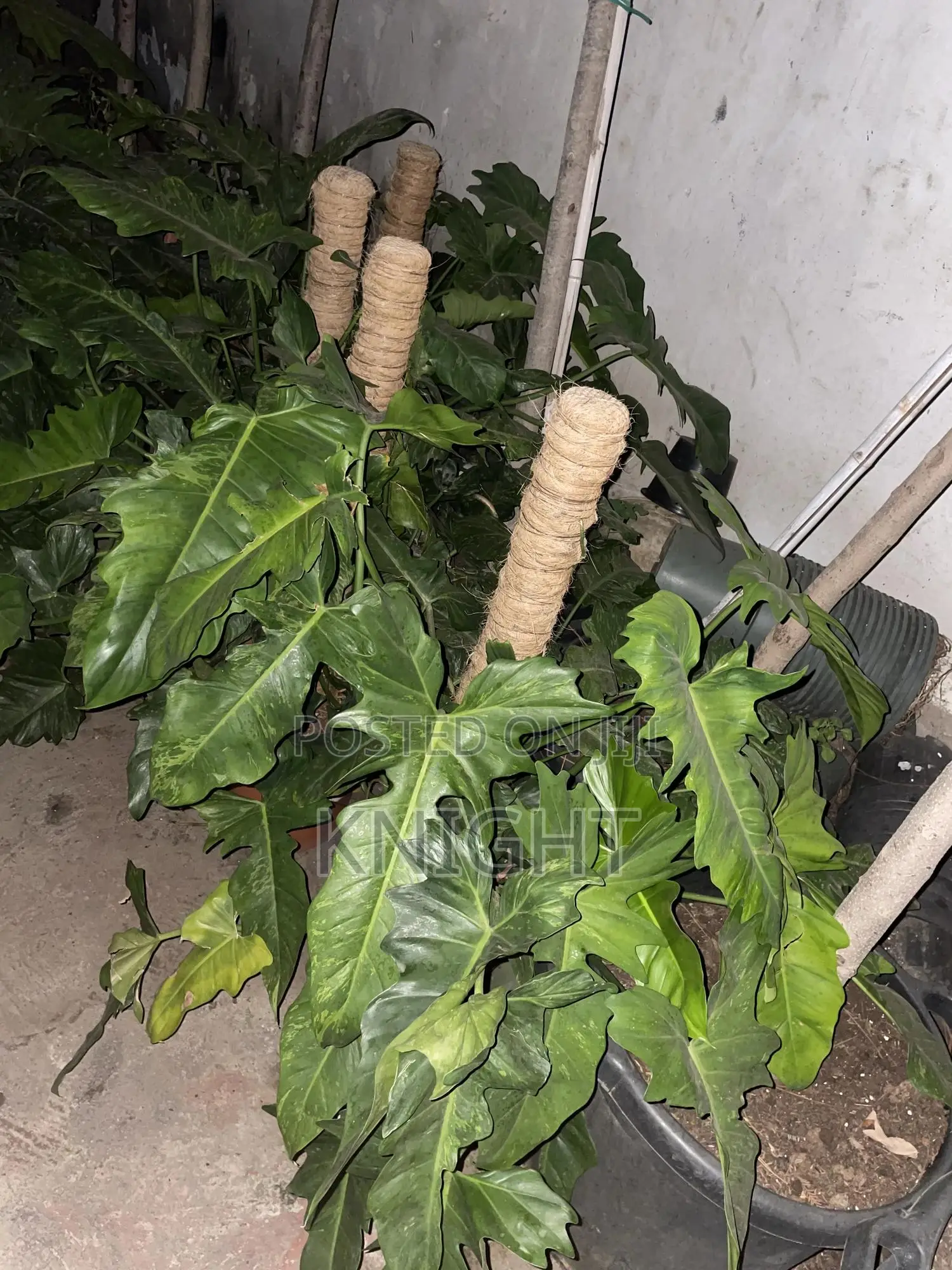 Syngonium Pink Flower Plant