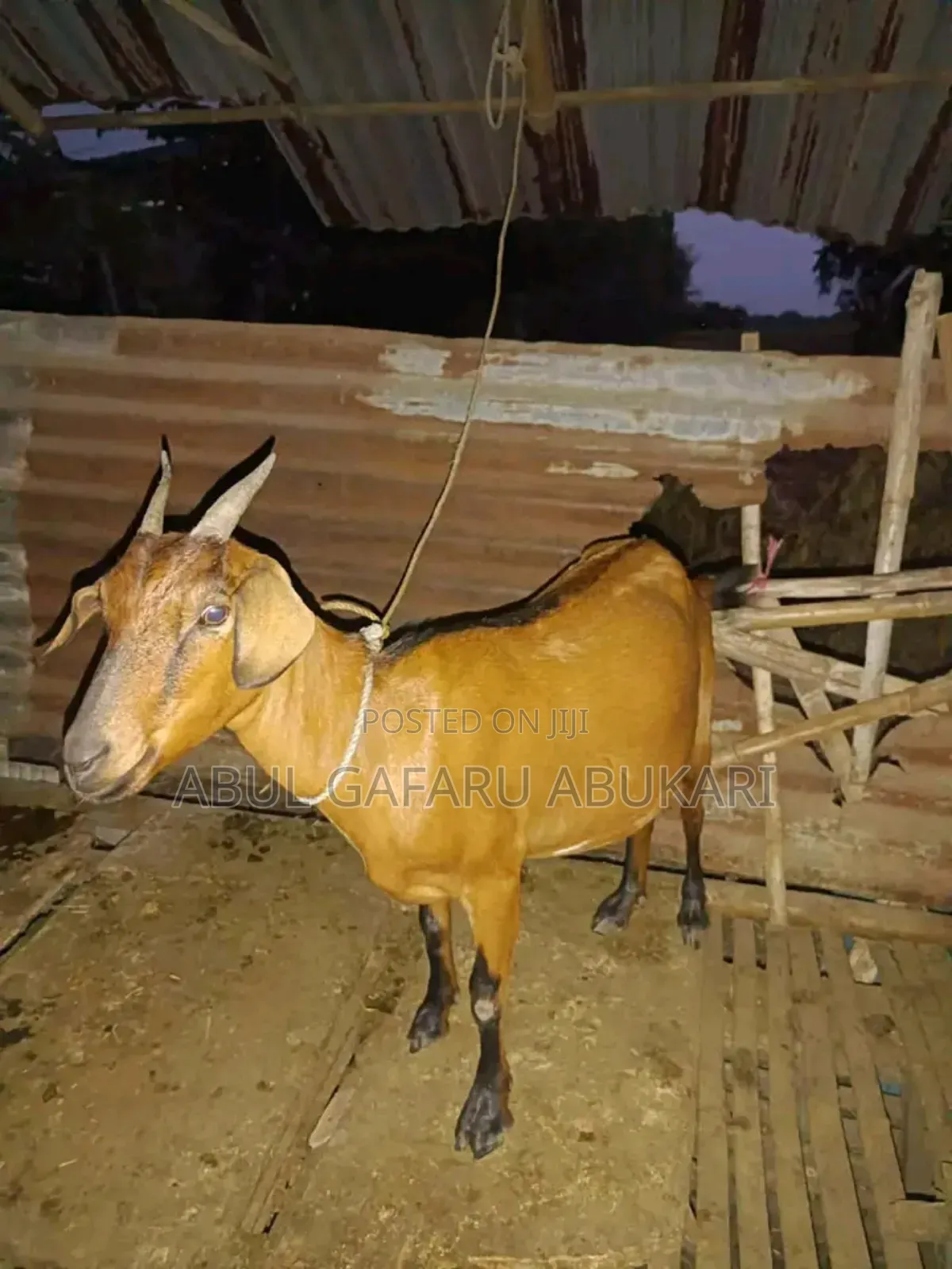 Nice Female Goat
