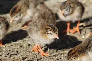 Foreign Keets ( Day-Old Guinea Fowl)