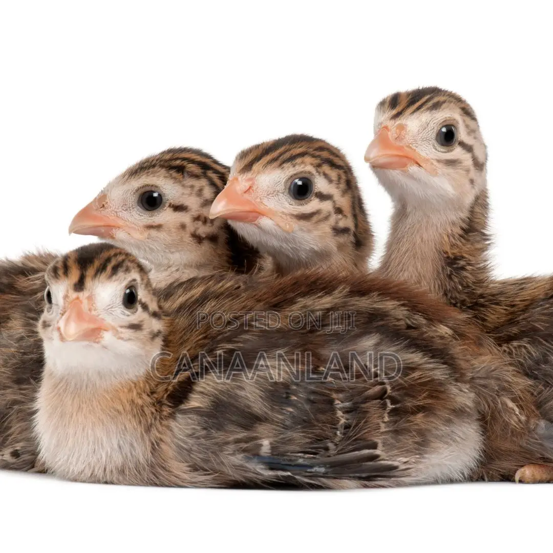 Foreign Keets ( Day-Old Guinea Fowl)