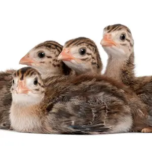 Foreign Keets ( Day-Old Guinea Fowl)