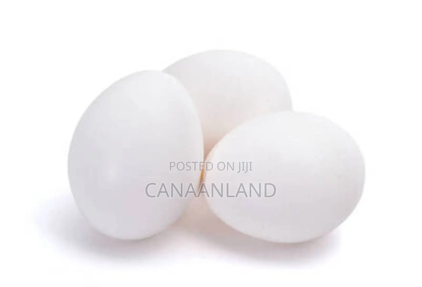 Fertile White Layers Eggs Leghorn