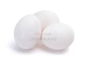 Fertile White Layers Eggs Leghorn