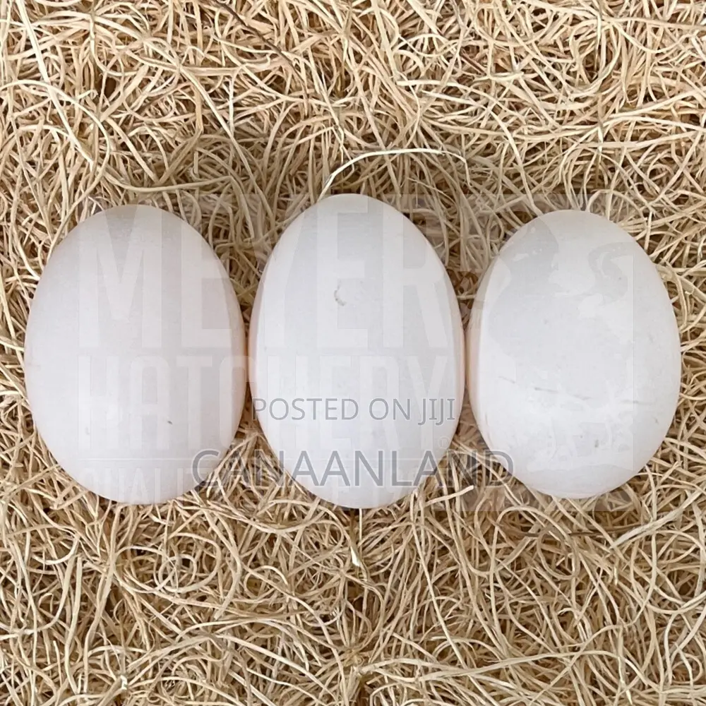Fertile White Layers Eggs Leghorn