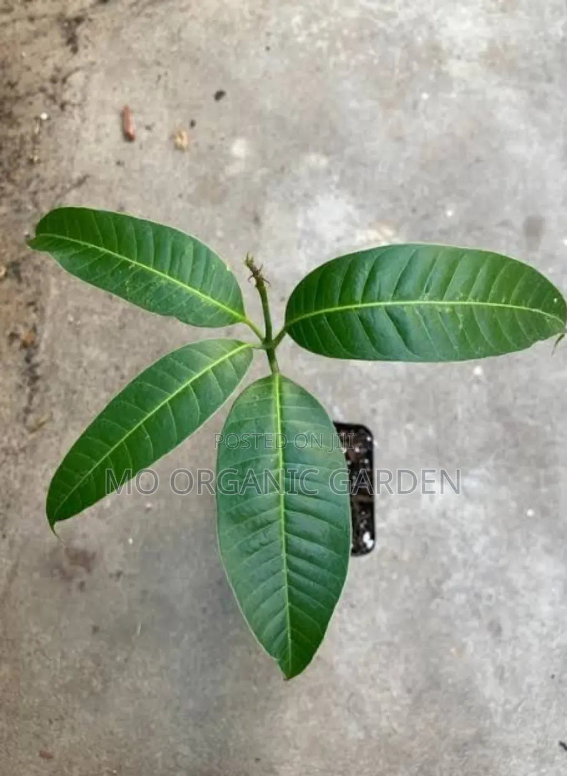 Kiett Mango Seedling/Plant