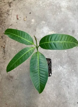 Kiett Mango Seedling/Plant
