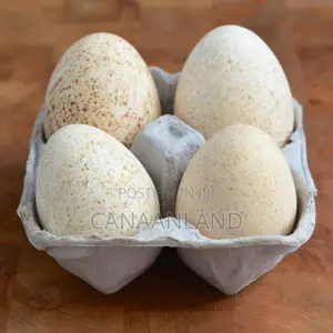 Fertile Hybrid Turkey Eggs