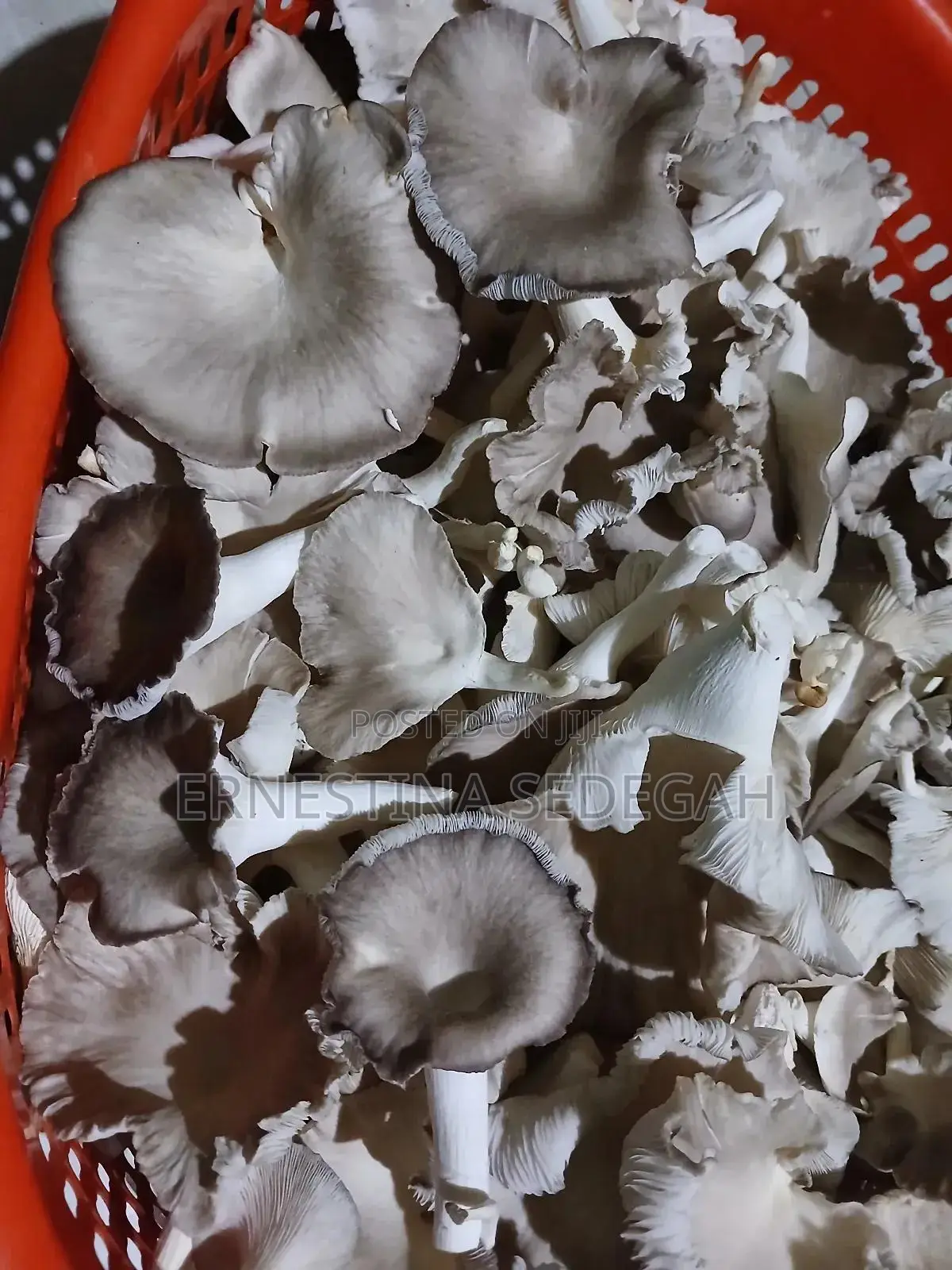 Oyster Mushroom