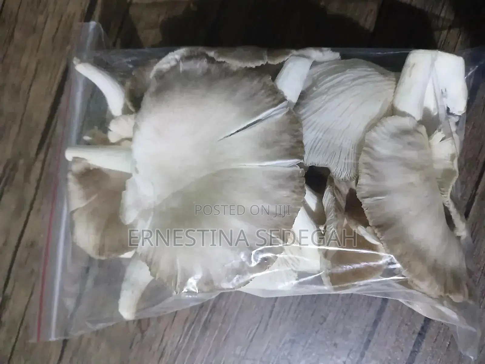 Oyster Mushroom