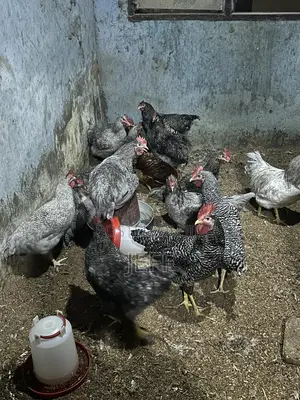 Plymouth Birds for Sale