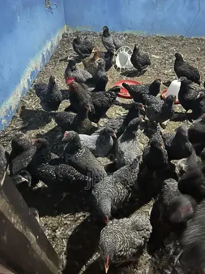 Plymouth Birds for Sale
