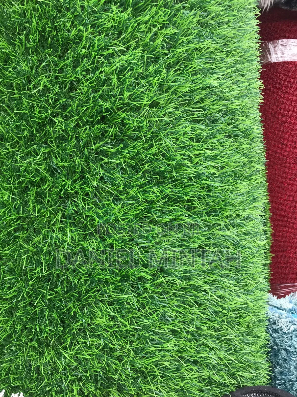 Ccarpet Grass