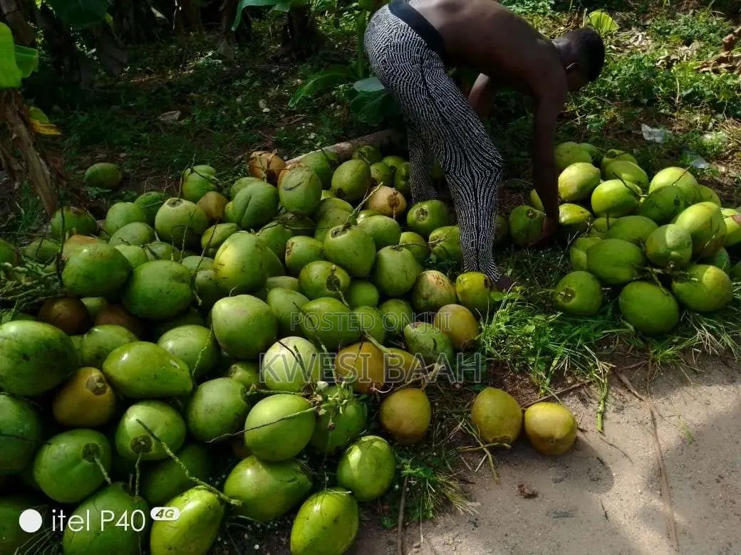 Sale of Coconut