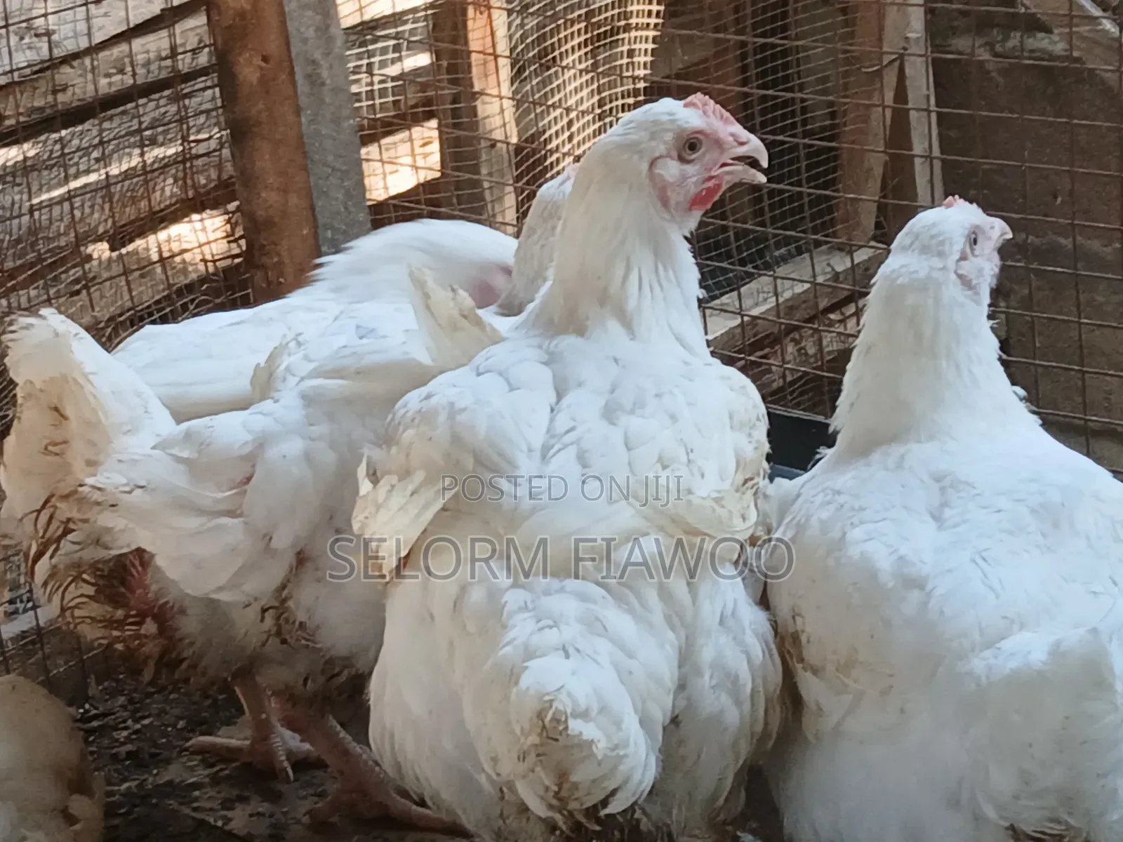 Broilers For Sale (Live And Dressed)