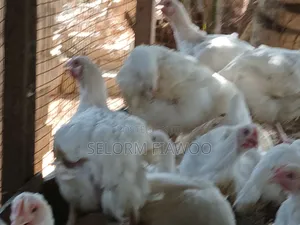 Broilers For Sale (Live And Dressed)