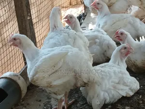 Broilers For Sale (Live And Dressed)