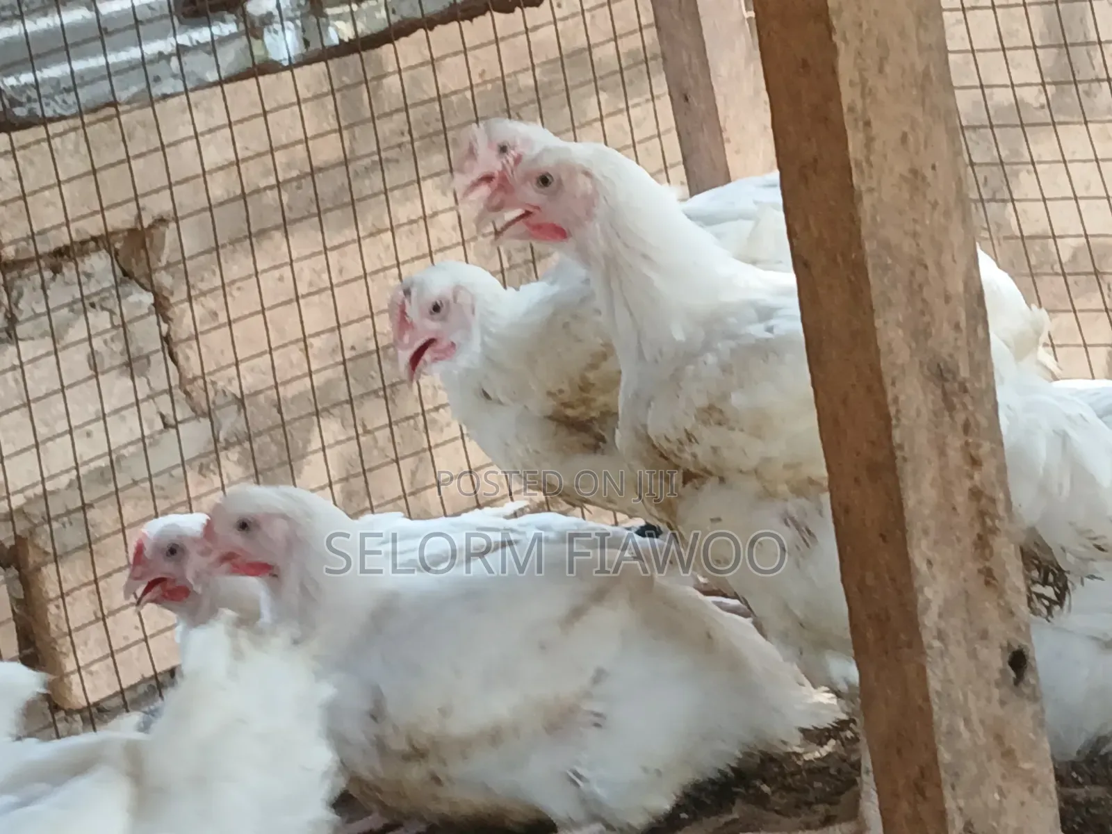Broilers For Sale (Live And Dressed)