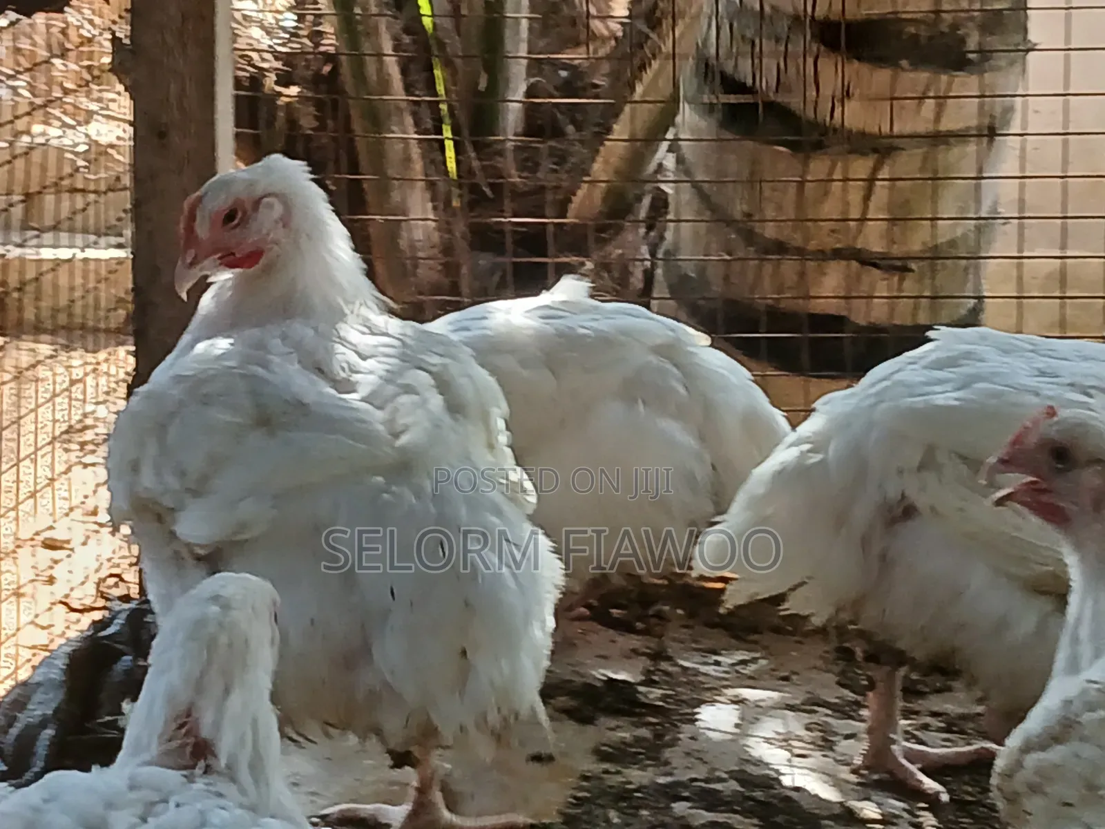 Broilers For Sale (Live And Dressed)