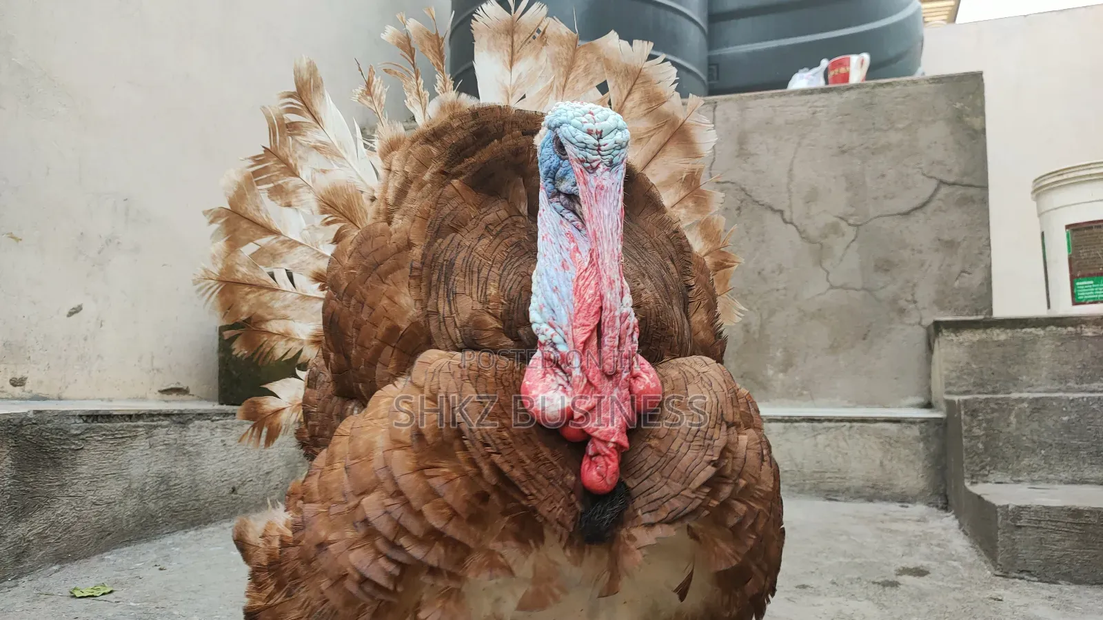 Bourbon Red Male