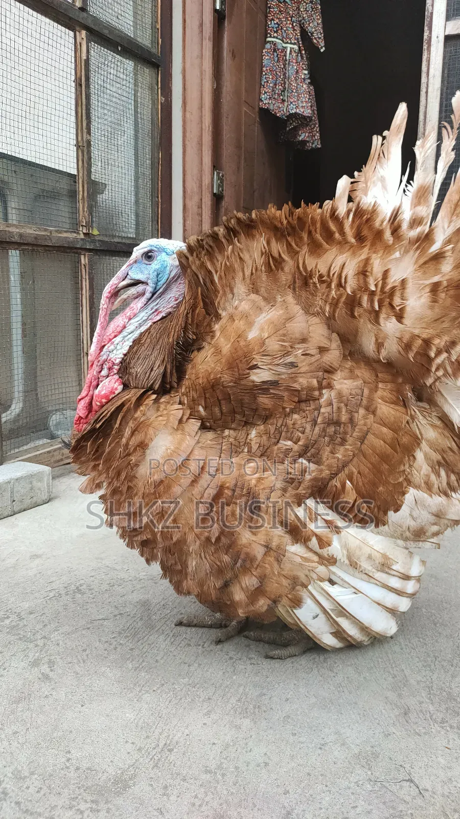 Bourbon Red Male