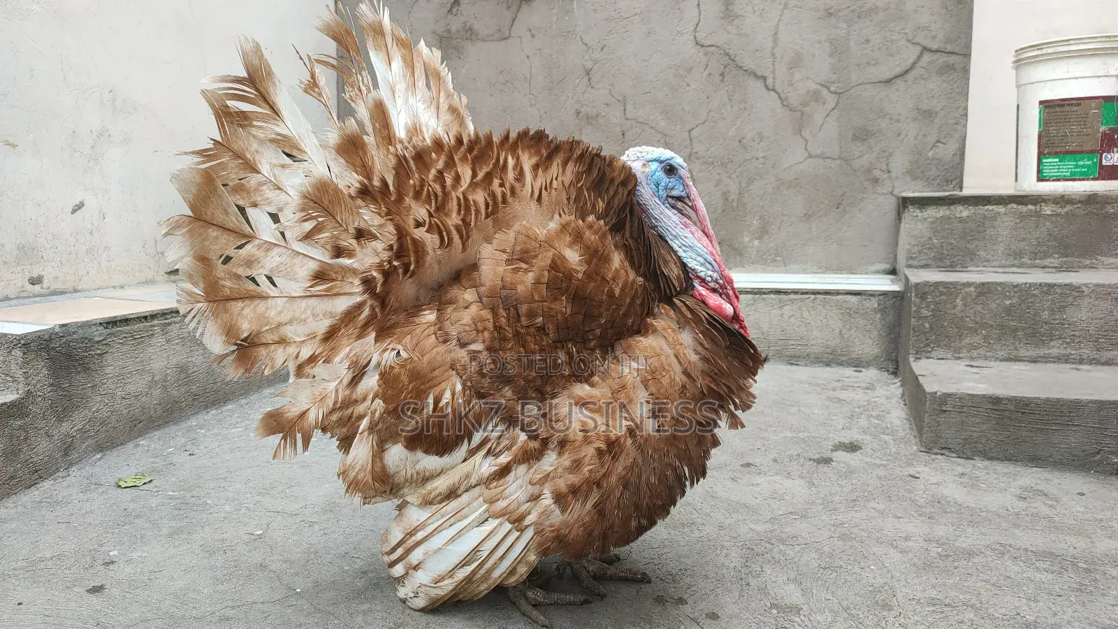 Bourbon Red Male