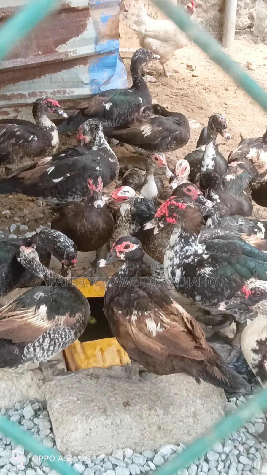 Muscovy Ducks For Sale