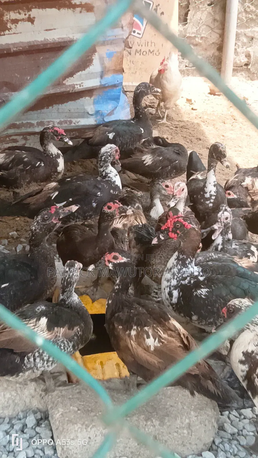 Muscovy Ducks For Sale