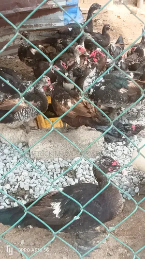 Muscovy Ducks For Sale